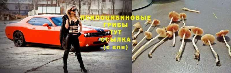 Псилоцибиновые грибы Psilocybe  как найти наркотики  Красноуральск 